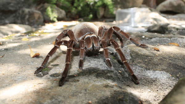 Goliath birdeater